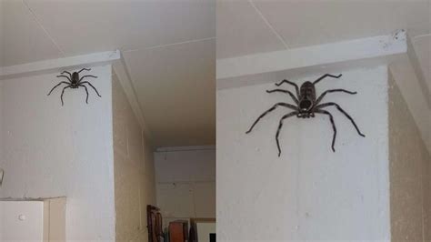 家裡突然出現大蜘蛛